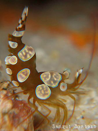 "hand stand"
Canon G7 Inon external flash double macro l... by Sangut Santoso 