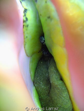 CONCH,Retraction! by Andres Larraz 