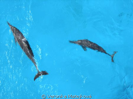 ..dolphins .. by Veronika Matějková 