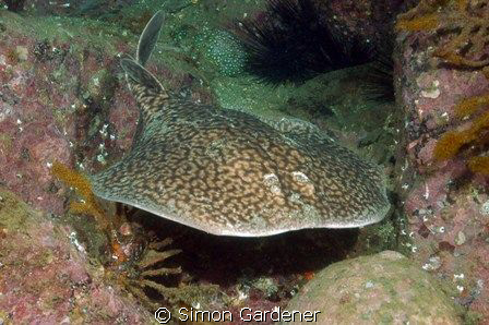 ray shot with nikon and 50mm macro by Simon Gardener 