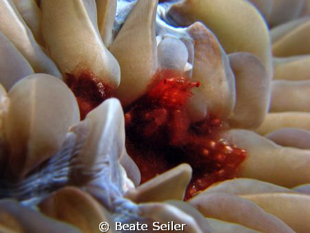 Orangutan crab on bubble coral, taken at Wakatobi with Ca... by Beate Seiler 