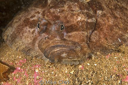 Topknot hiding under rocks by Mike Clark 