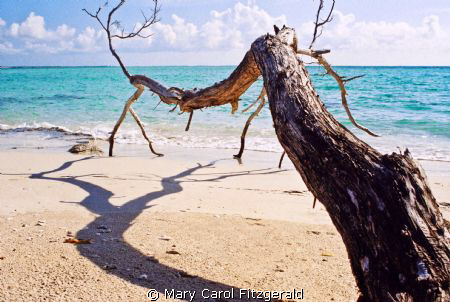 I call this my 'Turks Tree'. Shot off of Provodenciales o... by Mary Carol Fitzgerald 