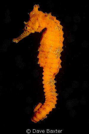 Western Australian seahorse zipping through the swan river by Dave Baxter 
