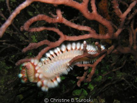love this shot! by Christine B Suroski 