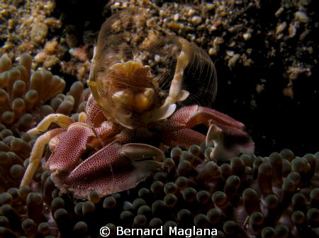 This one is not camera shy... by Bernard Maglana 