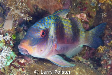 Goatfish, D300-60mm by Larry Polster 