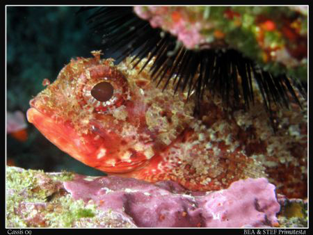 Scorpionfish (Scorpaena notata). Canon G10 & Inon D2000. by Bea & Stef Primatesta 