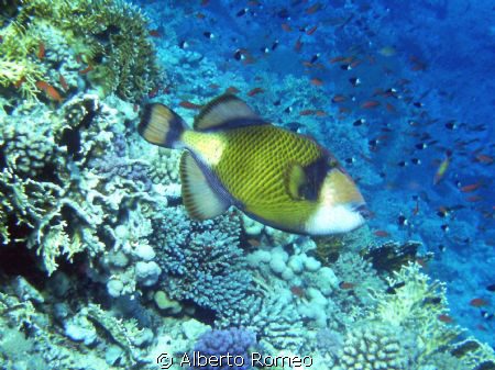 Balistoides viridescens (Green Crossbow).  Apnea skin div... by Alberto Romeo 