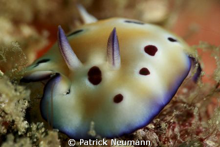 little nudi taken with Canon 400D/Hugyfot + 100mm + Macro... by Patrick Neumann 