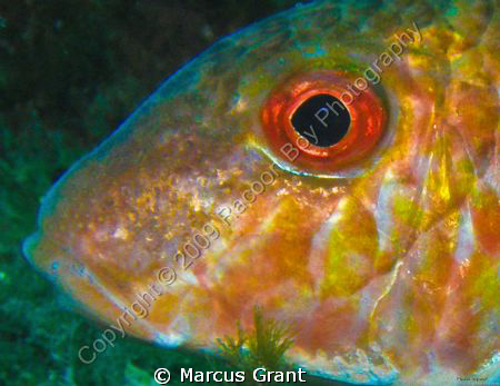Goat fish, taken on the wreck of tug boat 10 in the south... by Marcus Grant 