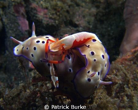 Lembeh at its best. This was one of my goals to find. by Patrick Burke 