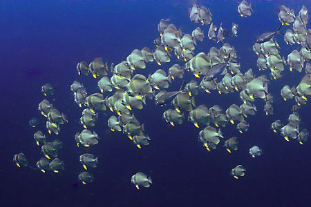 Batfish schooling at Sail Rock, Gulf of Thailand by Soren Egeberg 