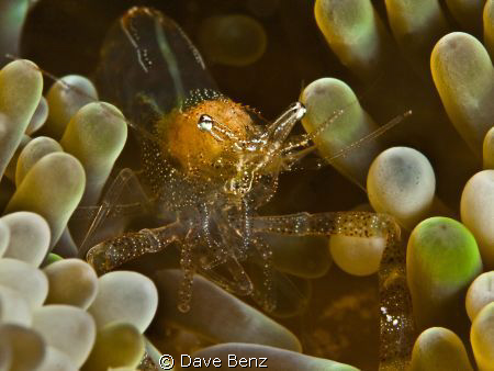 Damned small little shrimp... by Dave Benz 
