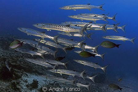 Barracudaaaaaaaa :)   Captured at Barracuda Point in Sipa... by Andre Yanco 