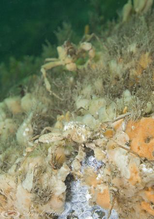 Leachs spider crab's. Menai straits. D3, 60mm. by Derek Haslam 