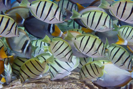 School of Convict Tangs. by Stuart Ganz 