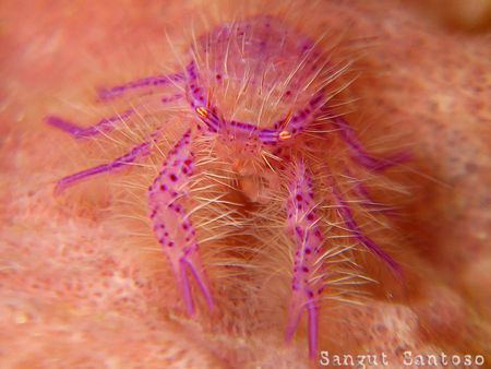 "Spiky"
Canon G7. double inon macro lens. Full frame by Sangut Santoso 