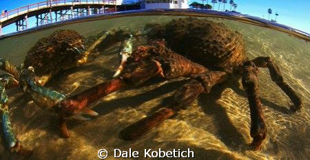 i shot this in Jan. 09..during a mass movement of spider ... by Dale Kobetich 