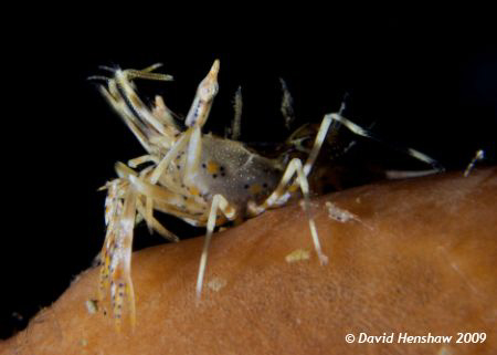 Landscape study of Tiger Shrimp. Taken with D200, 60mm le... by David Henshaw 