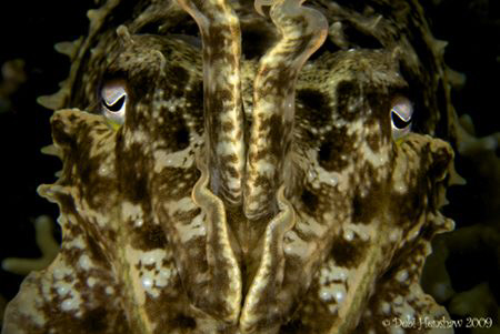 "Striking Eyes" No Cropping straight out of the camera :o) by Debi Henshaw 