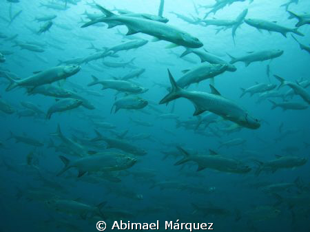 School of Tarpons, Crash Boat, P.R. by Abimael Márquez 