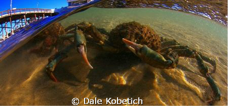 Large spider crab turns his attntion to me and the camera... by Dale Kobetich 
