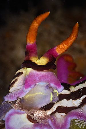 Nembrotha rutilans/purpureolineata/aurea (I can't tell th... by Ross Gudgeon 