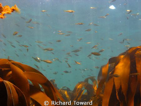 Taken with Canon A570is. Ness Ends Gully off Eyemouth, Sc... by Richard Toward 