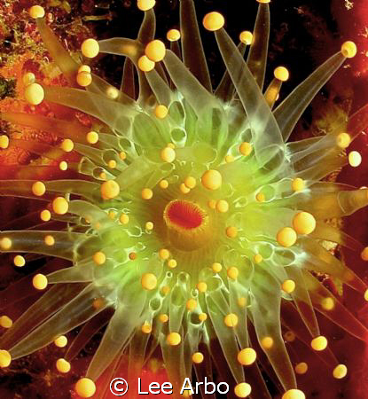 And people wonder why we scuba dive? by Lee Arbo 