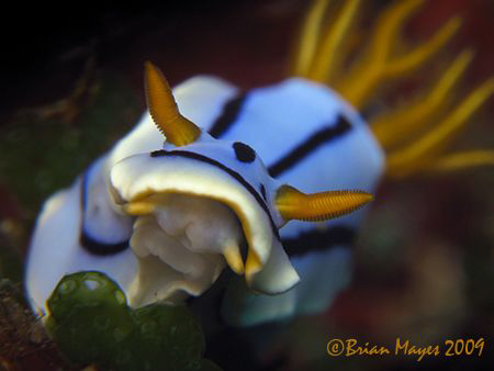 "I'm going to suck the life out this green ascidian"....N... by Brian Mayes 