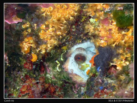 Wonderful colors and biodiversity of the Mediterranean Se... by Bea & Stef Primatesta 