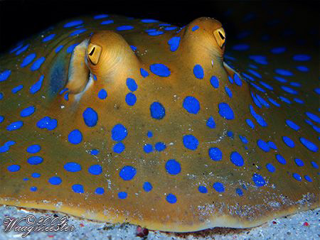 Bluespotted ribbontail ray (Taeniura lymma) - Moyo island... by Marco Waagmeester 
