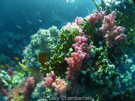 Lovely Coral scenery by Lucy Chamberlain 
