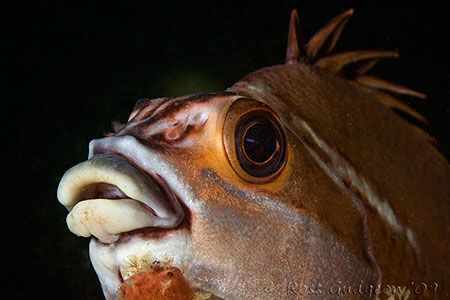 Red Morwong.  Nelson Bay, New South Wales.  Canon 50D, Ca... by Ross Gudgeon 