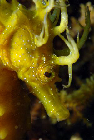 Seahorse at Gangaro near Biograd by Andy Kutsch 