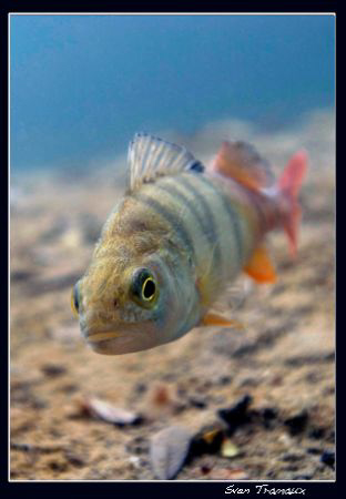 Red tailed perch by Sven Tramaux 