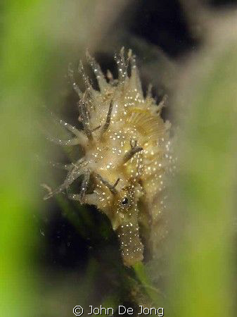 Hippocampos ramulosus in close up between the vegetation. by John De Jong 