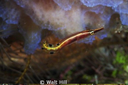 At Randy's Gazebo while mesmorized by a banded shrimp on ... by Walt Hill 
