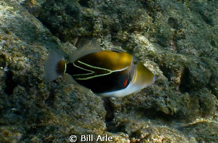 Humu by Bill Arle 