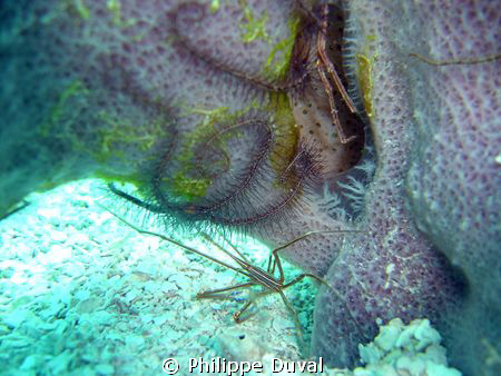 Small creatures. That picture was taken with a sony dsc-p... by Philippe Duval 