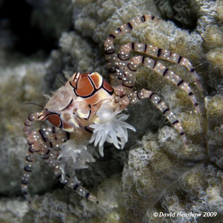 Portrait study of a Boxer Crab. Taken with D200, 60mm len... by David Henshaw 
