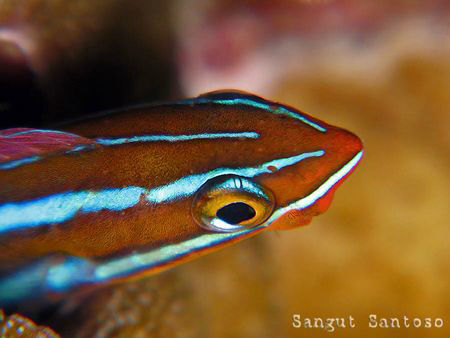 "Good morning"
Canon g7 inon macro lens.
Full frame by Sangut Santoso 
