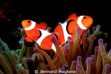Nemos act... by Bernard Maglana 