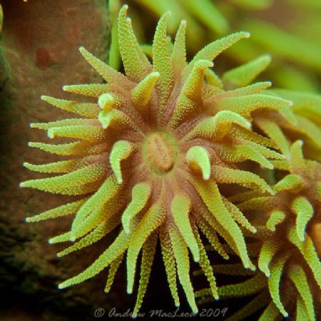 With  a canon G 10 off Anilao by Andrew Macleod 