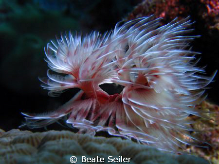 Christmas tree worm in motion , taken at Wakatobi with Ca... by Beate Seiler 