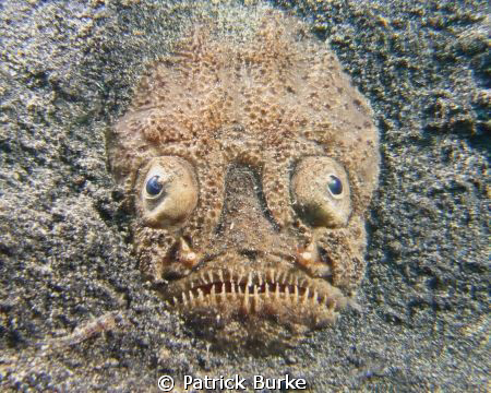 Stargazer taken in Lembeh.  Found this guy free swimming ... by Patrick Burke 