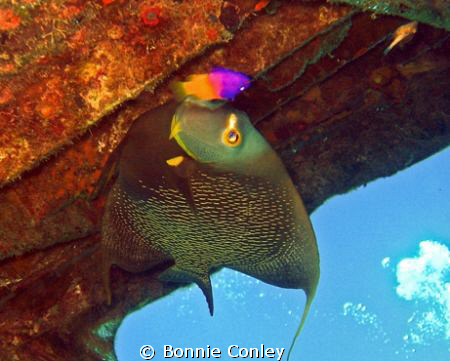 The French Kiss in Grand Bahamas May 2009.  Photo taken w... by Bonnie Conley 