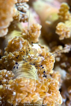 Staring competition with a shrimp. by Adam Skrzypczyk 