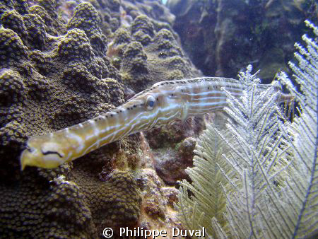 That picture was shot with nikon coolpix P5100. On the di... by Philippe Duval 